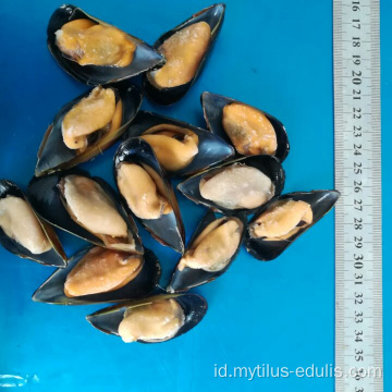 daging kerang beku segar yang lezat dan enak setengah cangkang